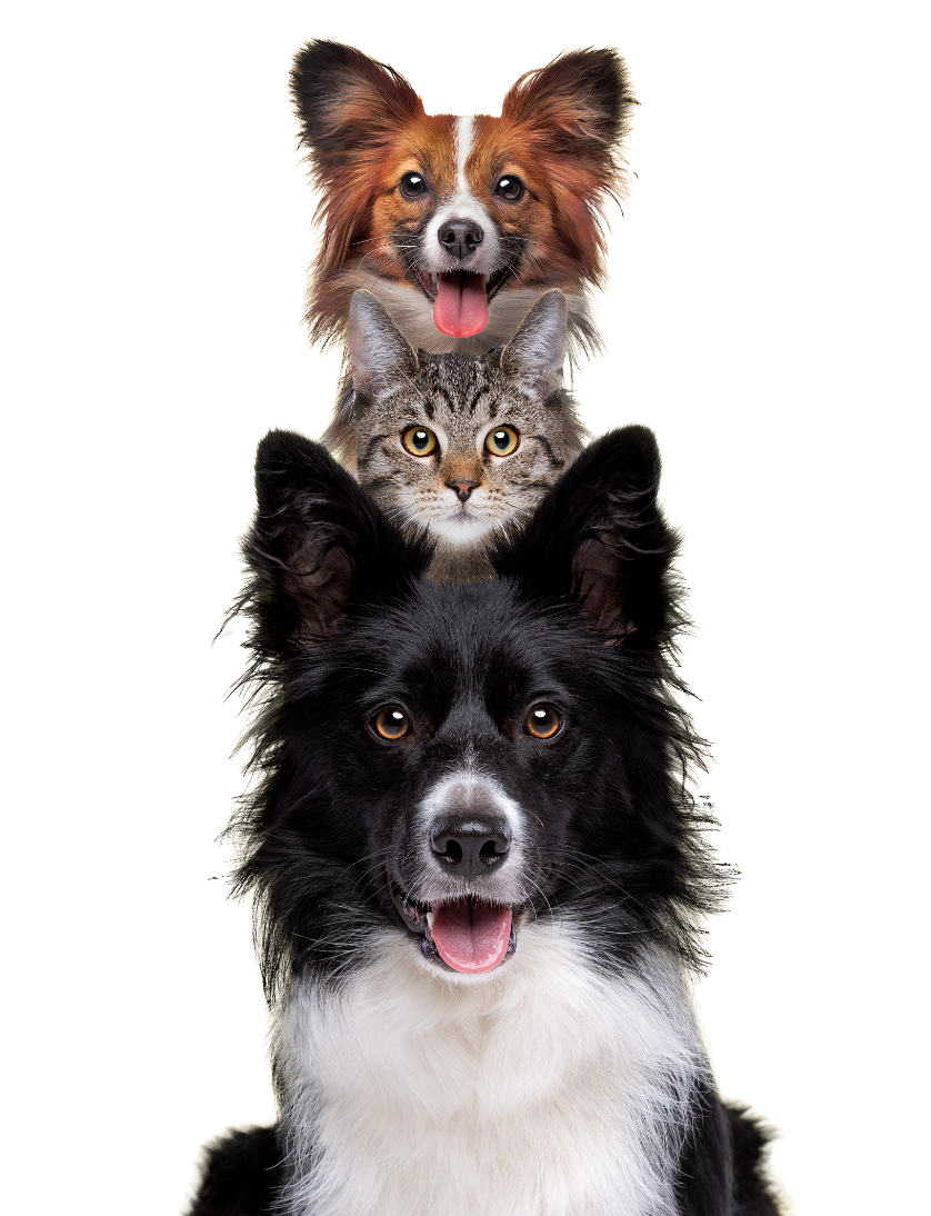 dos perros un gato