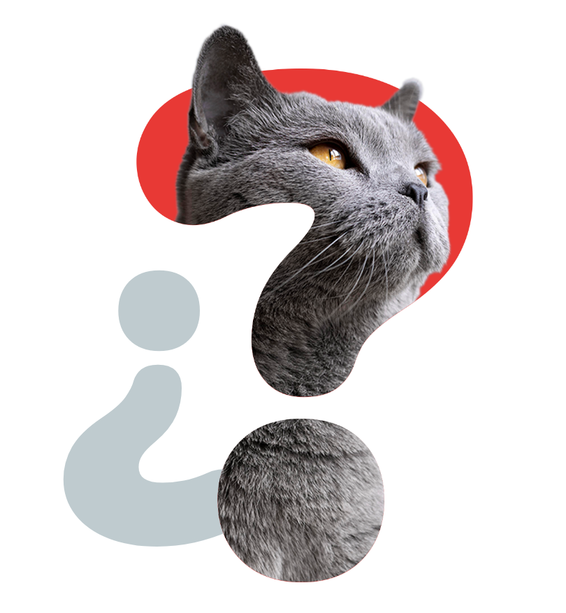 dos perros un gato