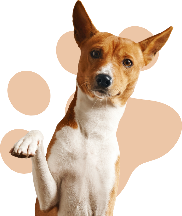 dog