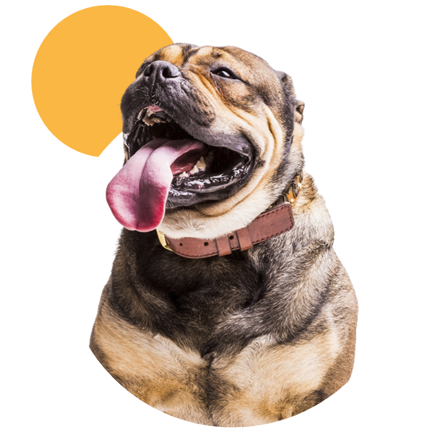 pets_quienes_somos