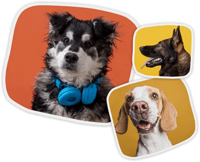 pets_quienes_somos